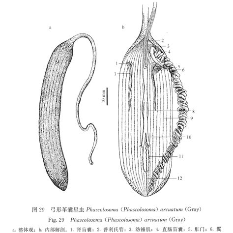 弓形革囊星蟲|弓形革囊星虫组织结构和超微结构观察